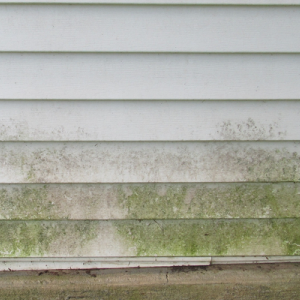 MILDEW AND ALGAE